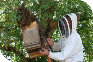 récupération d un essaim d abeilles